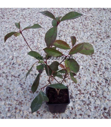 HAIE PHOTINIA  Kit de 10 mètres