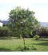 SYRINGA vulgaris / LILAS COMMUN