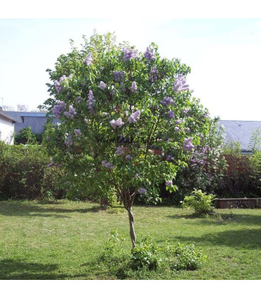 SYRINGA vulgaris / LILAS COMMUN