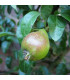 PYRUS communis / POIRIER FRANC