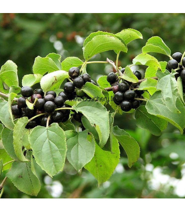 RHAMNUS catharticus / NERPRUN PURGATIF