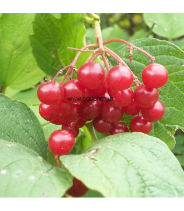 VIBURNUM opulus / VIORNE OBIER