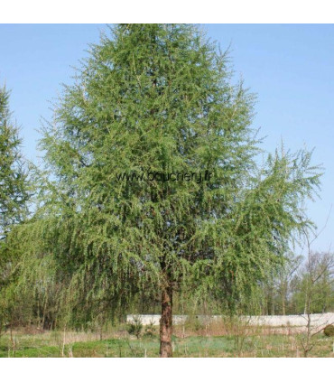 LARIX decidua / MELEZE D'EUROPE