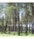 PINUS pinaster / PIN MARITIME, DES LANDES