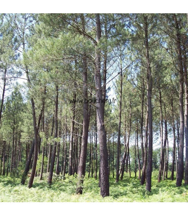 PINUS pinaster / PIN MARITIME, DES LANDES