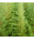 LARIX kaempferi / MELEZE DU JAPON