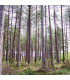 Pinus Laricio Corsicana Origine Forestière / Pin Laricio de Corse