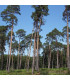 Pinus Sylvestris Origine Forestière / Pin Sylvestre