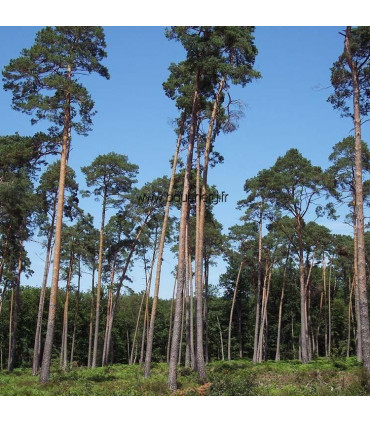 Pinus Sylvestris Origine Forestière / Pin Sylvestre