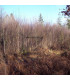 BETULA  pendula ou verrucosa / GRAINE BOULEAU BLANC