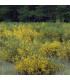 CYTISUS scoparius / GRAINE GENET A BALAI
