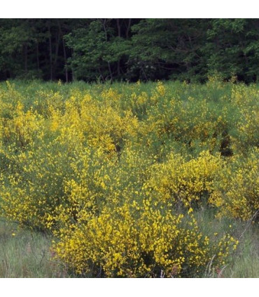 CYTISUS scoparius / GRAINE GENET A BALAI