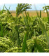 MILLET