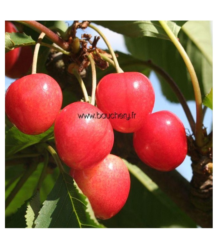 cerisier Bigarreau Coeur de Pigeon