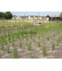 Paillage HORTAFLEX