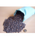 PINUS pinaster / GRAINE PIN MARITIME
