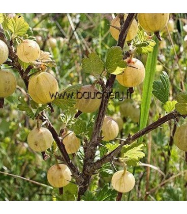 RIBES uva-crispa fruits blancs / GROSEILLIER A MAQUEREAUX FRUITS BLANCS