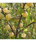 Ribes Uva-Crispa Fruits Blancs / Groseillier à Maquereaux Fruits Blancs