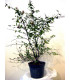 ABELIA grandiflora