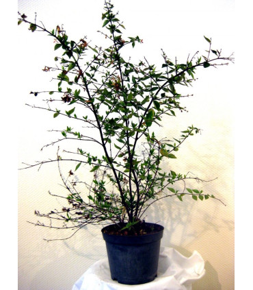 ABELIA grandiflora