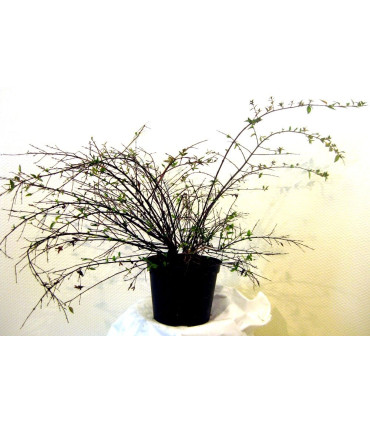 ABELIA Edward Goucher