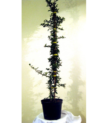 PYRACANTHA fruits jaunes / BUISSON ARDENT JAUNE