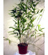 BAMBOU phyllostachys Aurea / BAMBOU PHYLLOSTACHYS DORE