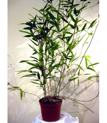 BAMBOU phyllostachys Aurea / BAMBOU PHYLLOSTACHYS DORE