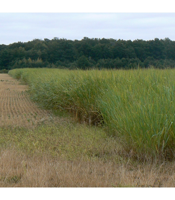 SWITCHGRASS