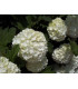 VIBURNUM opulus Roseum / BOULE DE NEIGE