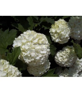VIBURNUM opulus Roseum / BOULE DE NEIGE