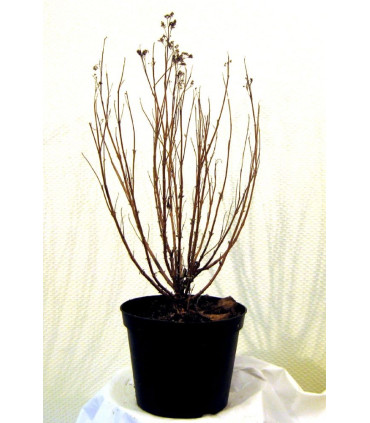 CARYOPTERIS x clandonensis GRAND BLEU ®