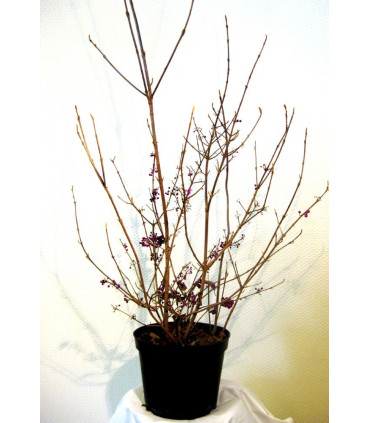 CALLICARPA bodinieri Profusion