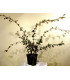 COTONEASTER lacteus