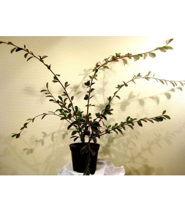 COTONEASTER lacteus