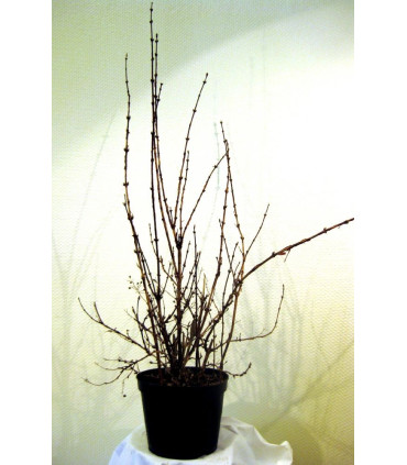 DEUTZIA Mont Rose