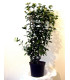 VIBURNUM tinus / LAURIER TIN