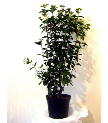 VIBURNUM tinus / LAURIER TIN