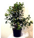 VIBURNUM tinus / LAURIER TIN