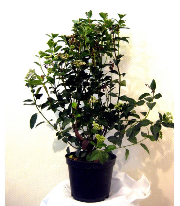 VIBURNUM tinus / LAURIER TIN