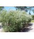 SALIX rosmarinifolia / SAULE A FEUILLE DE ROMARIN