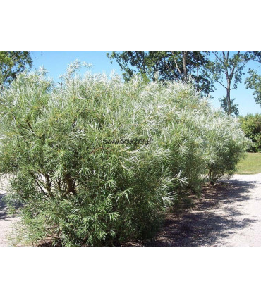 SALIX rosmarinifolia / SAULE A FEUILLE DE ROMARIN