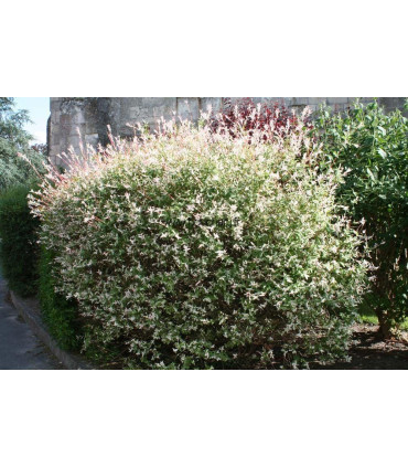 SALIX int. Hakuro nishiki / SAULE HAKURO NISHIKI