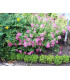 SPIRAEA japonica Anthony Waterer / SPIREE ANTHONY WATERER