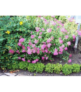 SPIRAEA japonica Anthony Waterer / SPIREE ANTHONY WATERER