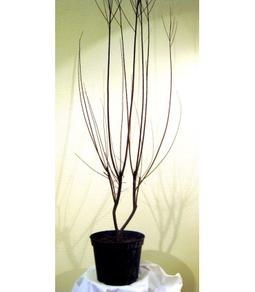 TAMARIX tetrandra / TAMARIS DE PRINTEMPS