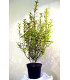 LIGUSTRUM ovalifolium Aureum / TROENE PANACHE JAUNE