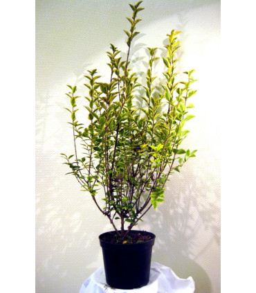 LIGUSTRUM ovalifolium Aureum / TROENE PANACHE JAUNE