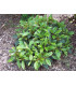 VIBURNUM davidii / VIORNE DAVIDII