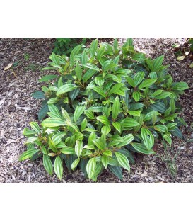 VIBURNUM davidii / VIORNE DAVIDII